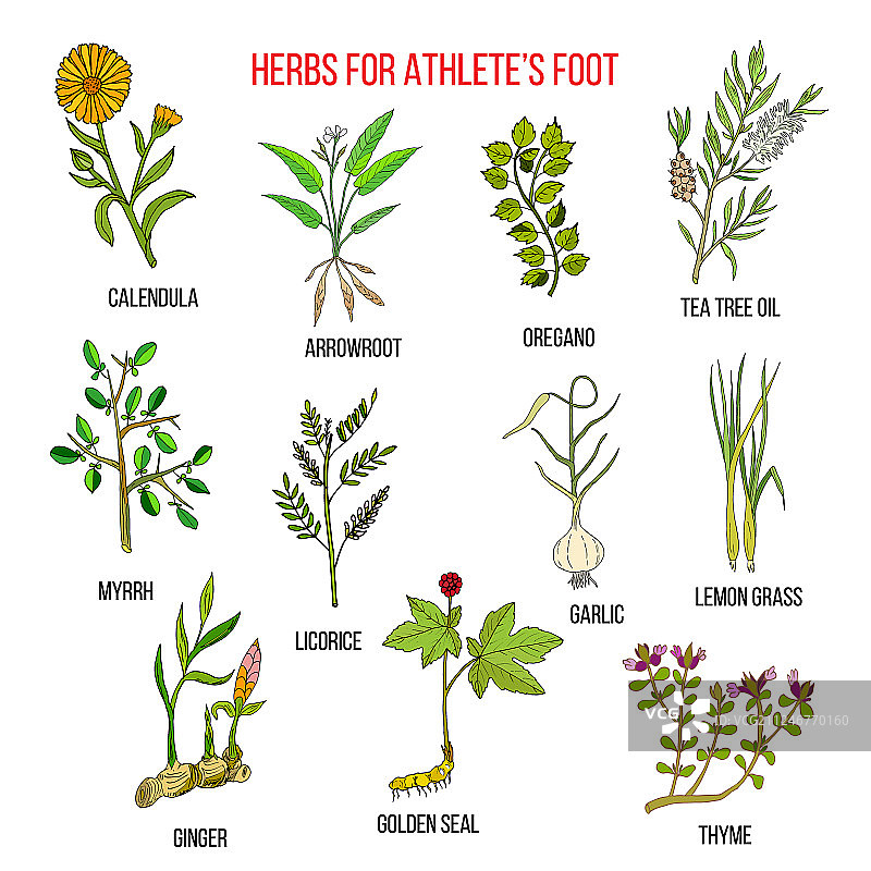 运动员足部护理草药合集图片素材