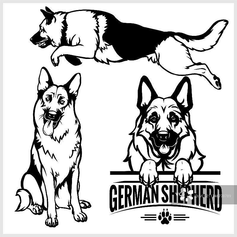 德国牧羊犬隔离素材图片素材