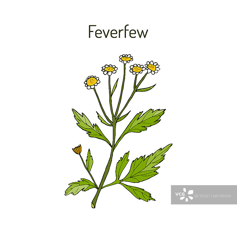 小白菊 - 药用植物图片素材