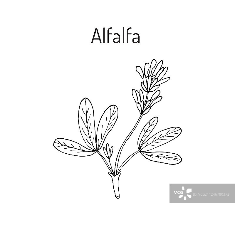 苜蓿植物学图片素材