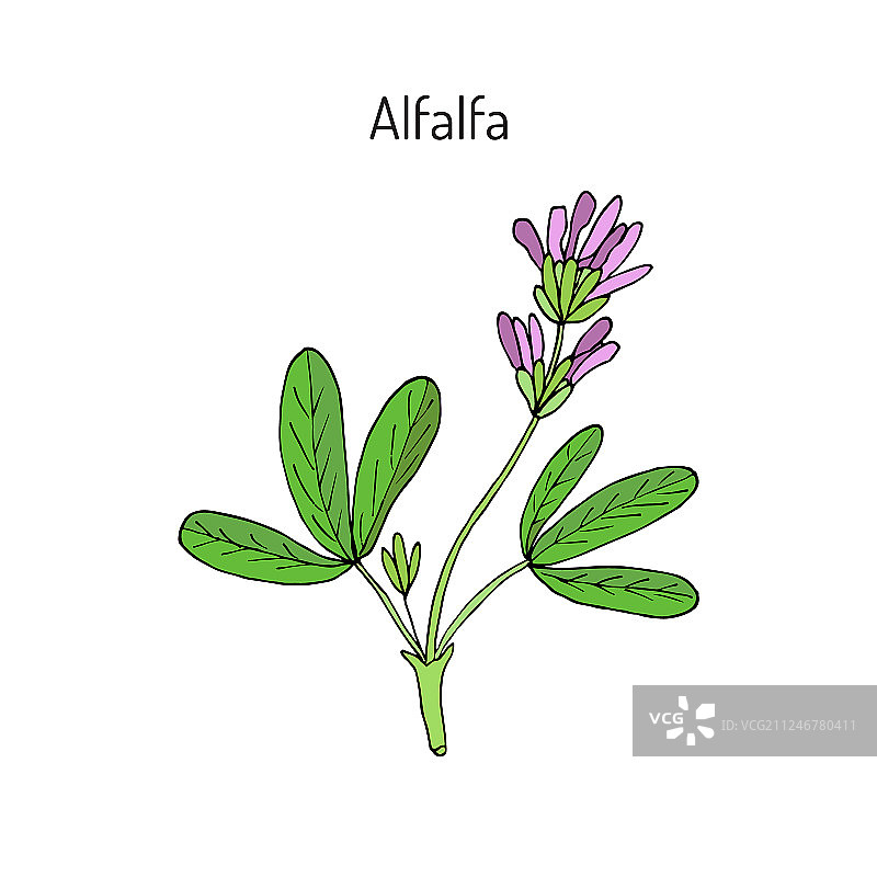苜蓿图片素材