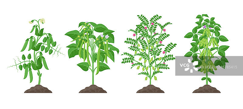 从土壤中生长的成熟豆类植物图片素材