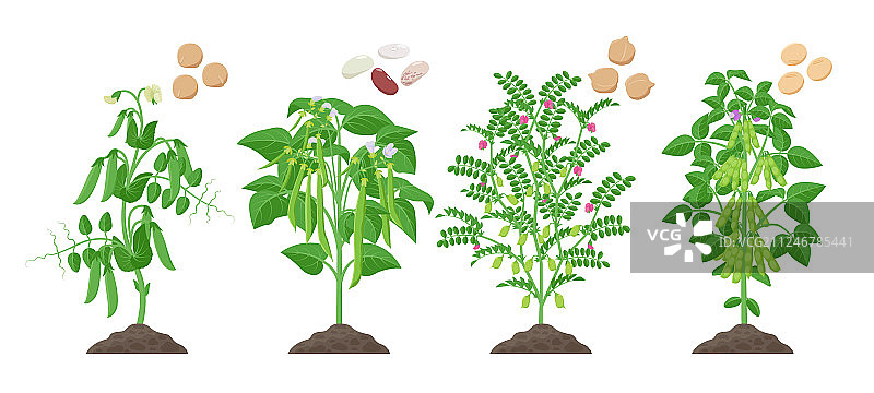 从土壤中生长的带有成熟果实的豆类植物图片素材