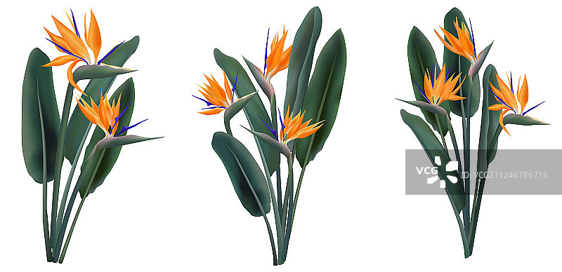 热带鹤望兰花束合集图片素材