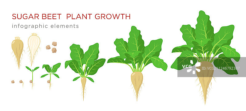 甜菜植物生长阶段信息图图片素材