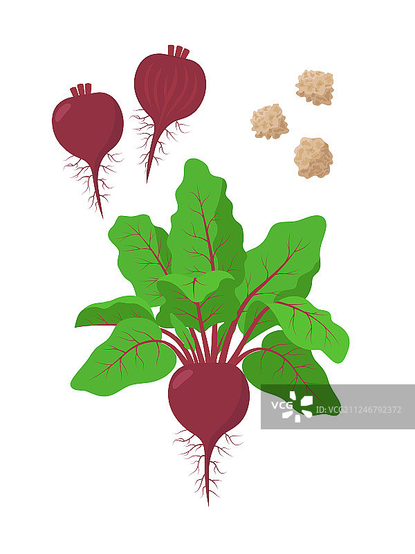 带绿色叶子种子的甜菜根和甜菜根片图片素材