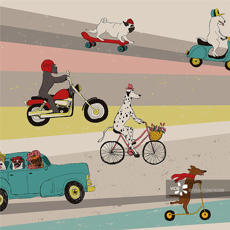 驾驶车辆的趣味狗图片素材