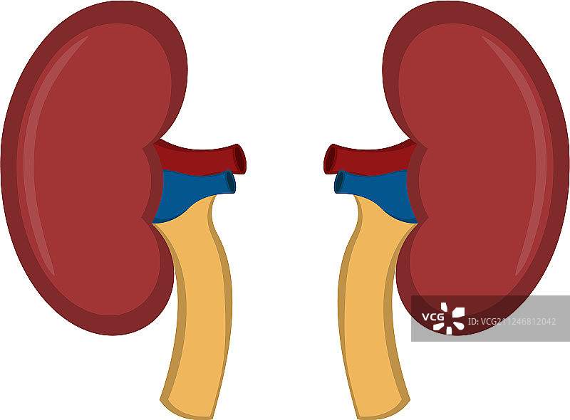 人体肾脏图片素材