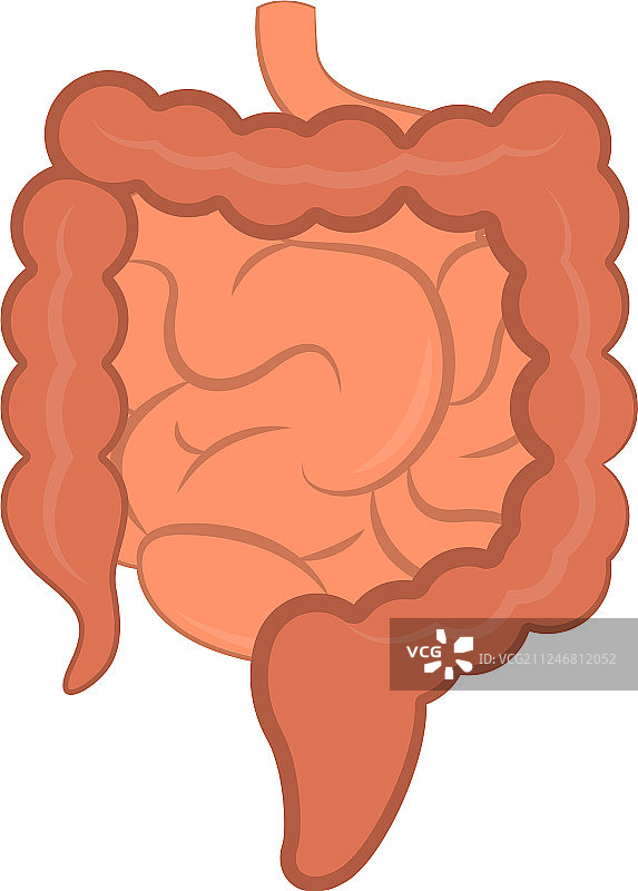 孤立的小肠和大肠图片素材