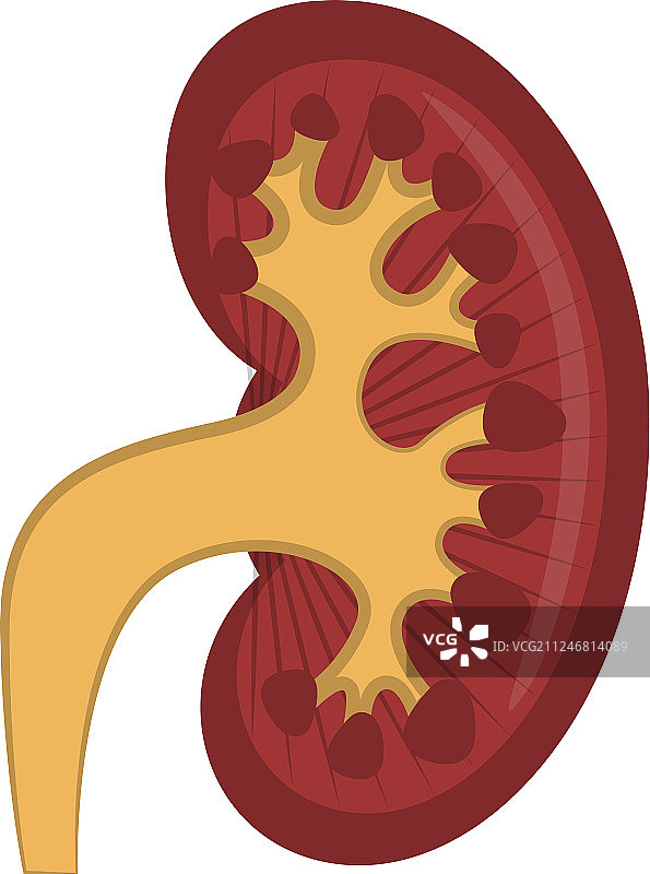 孤立的人体切割肾脏图片素材