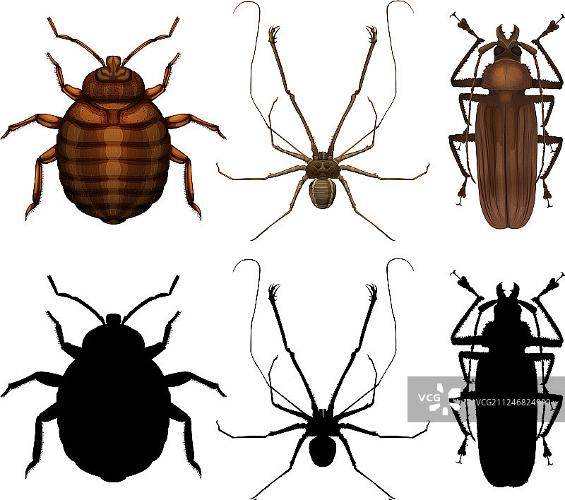 昆虫集合套装图片素材