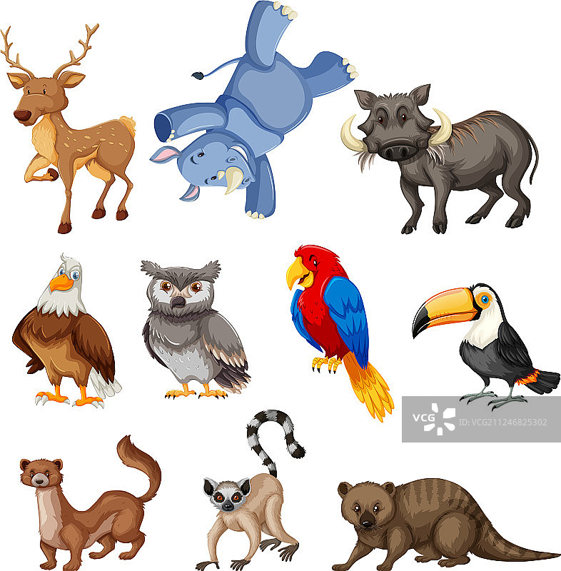 野生动物组合图片素材