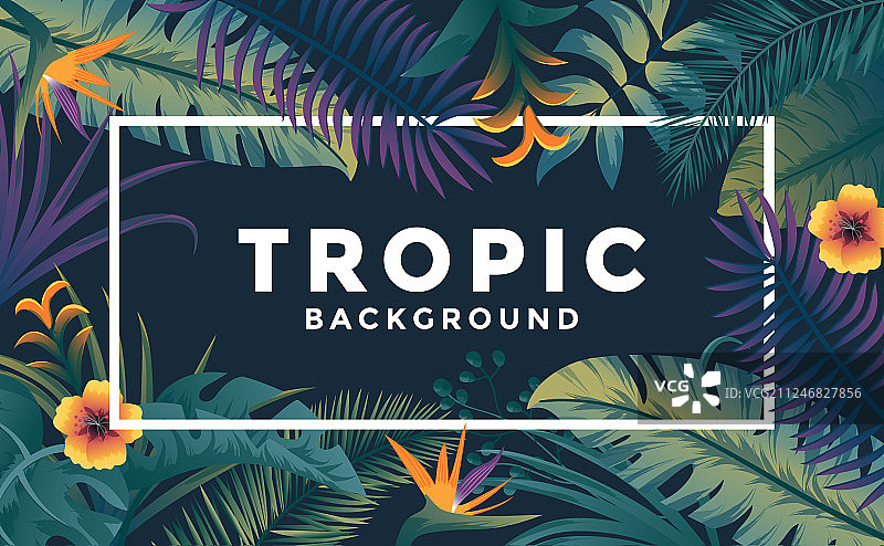 带边框的热带背景4图片素材