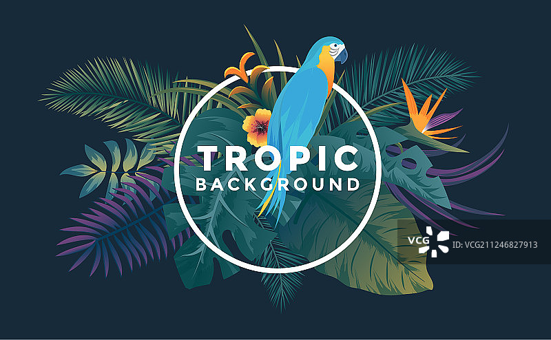 带相框的热带背景图片素材