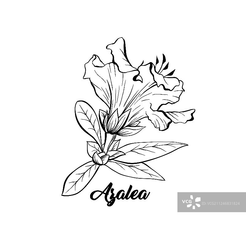 日本杜鹃花墨水笔素描图片素材