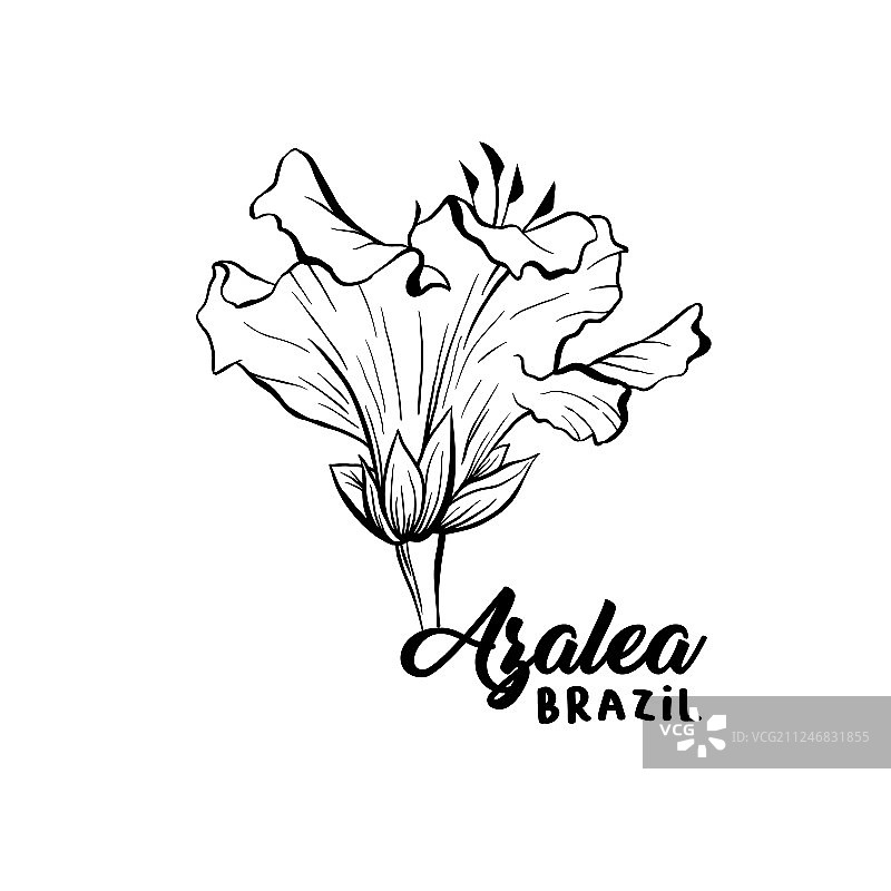 杜鹃花墨水笔素描图片素材