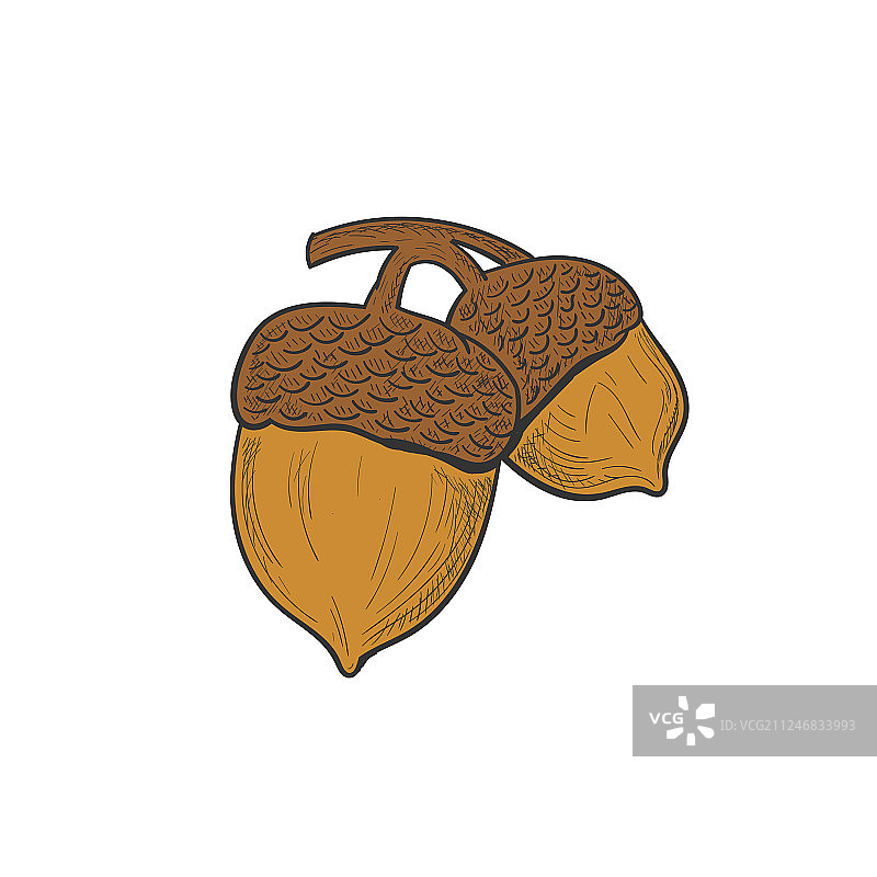 手绘橡树标志设计图片素材