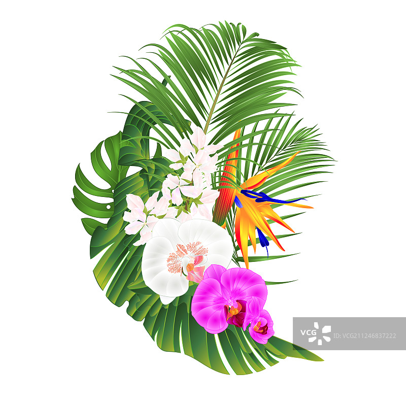 热带花卉兰花和鹤望兰图片素材