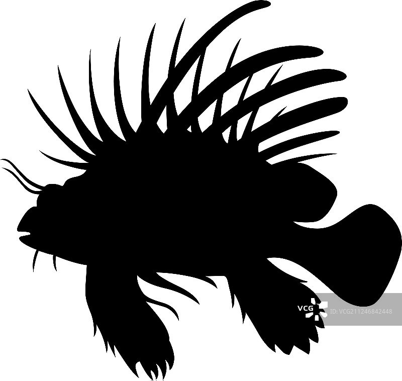 狮子鱼图片素材