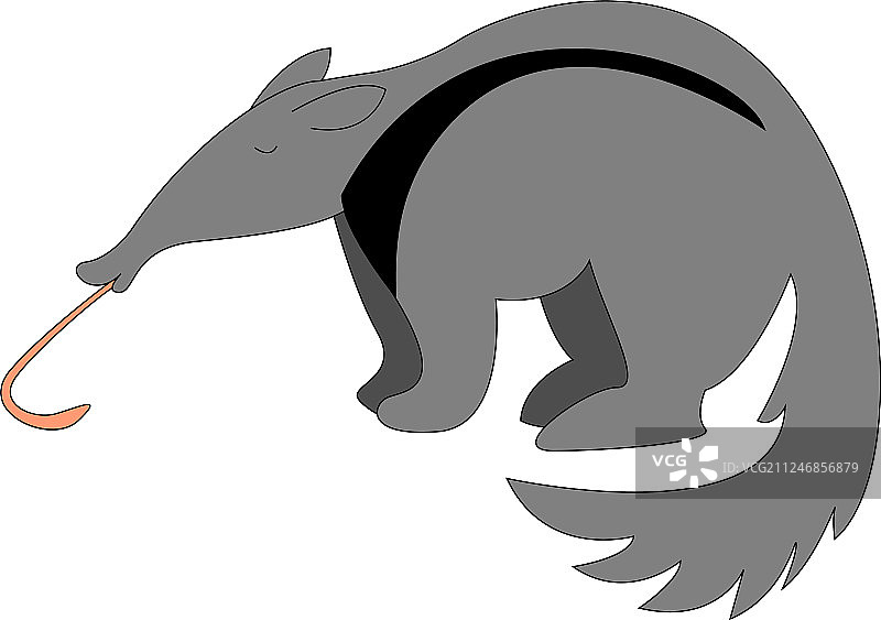 白色背景上的长舌食蚁兽图片素材