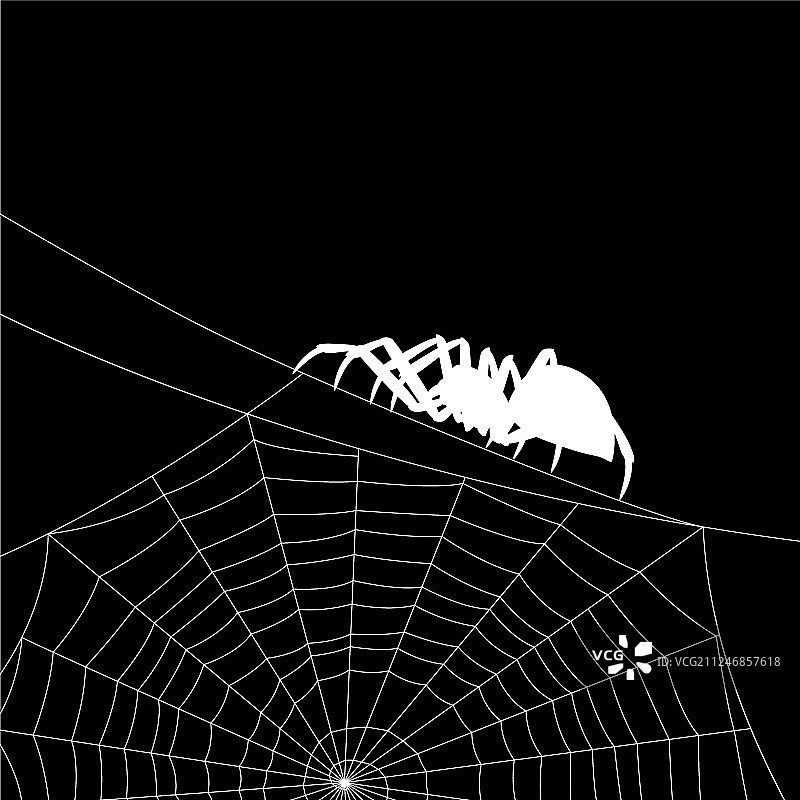 黑寡妇蜘蛛背景图片素材