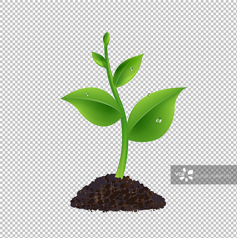 透明背景上的绿色嫩芽图片素材