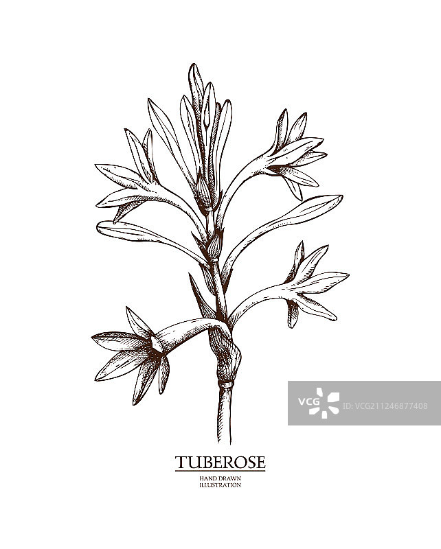 晚香玉图片素材