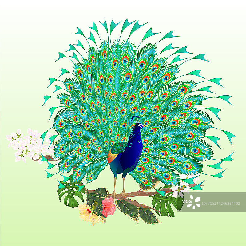 树枝上的美丽孔雀热带鸟图片素材