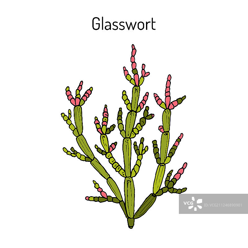 盐角草药用植物图片素材