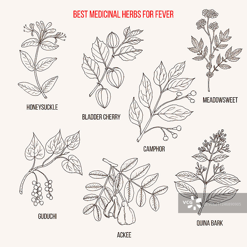 治疗发烧的最佳草药疗法图片素材