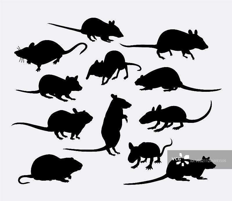 老鼠和老鼠哺乳动物动物轮廓图片素材