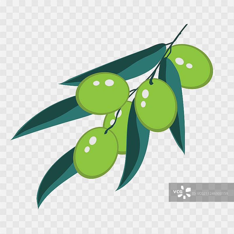 设计精美的绿色橄榄枝图片素材