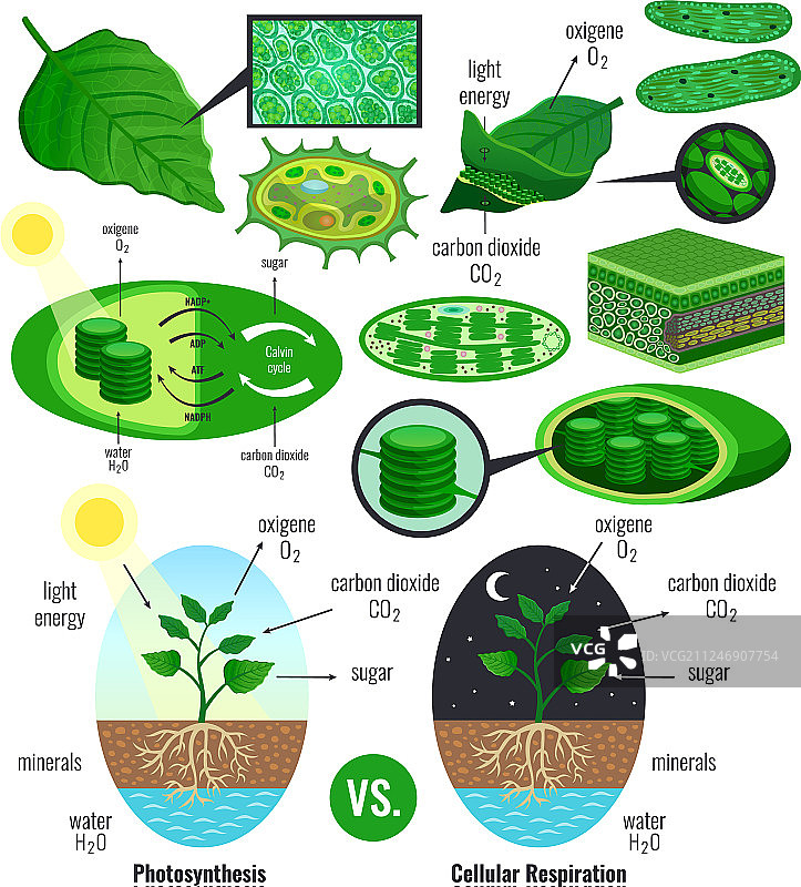 生物光合作用信息图表元素图片素材