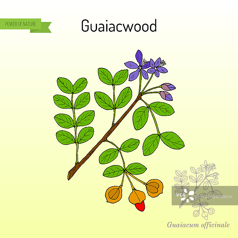 愈创木药用植物图片素材