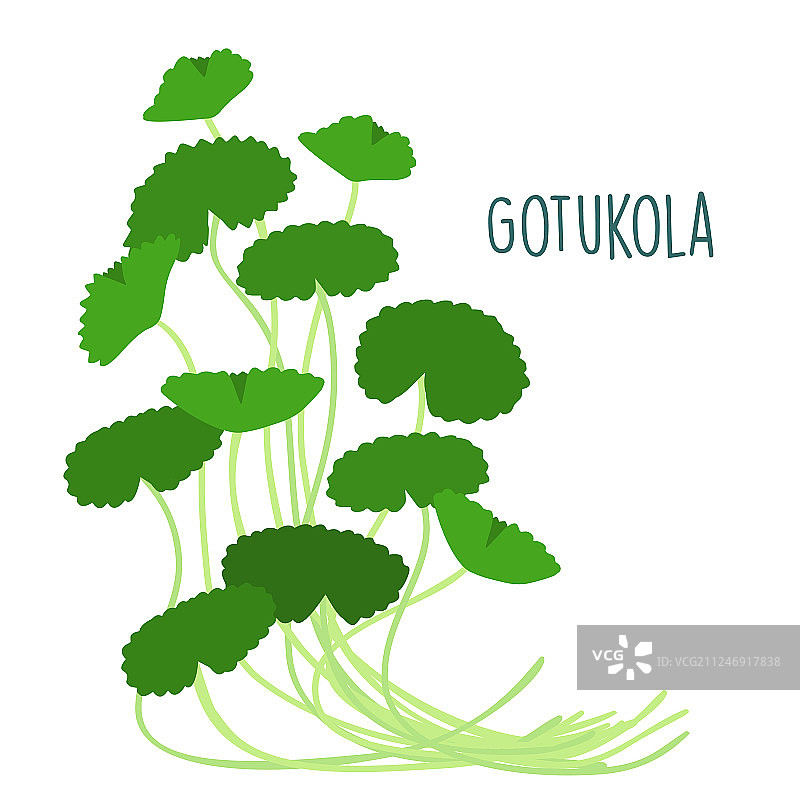 白色背景上的新鲜积雪草图片素材