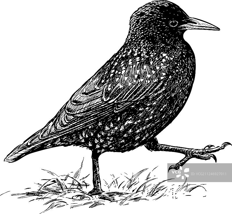 阔步的八哥鸟图片素材