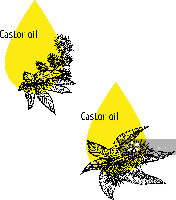手绘蓖麻油提取物图标图片素材