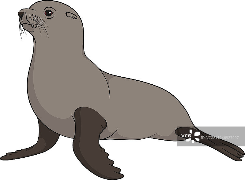彩色毛皮海豹图片素材