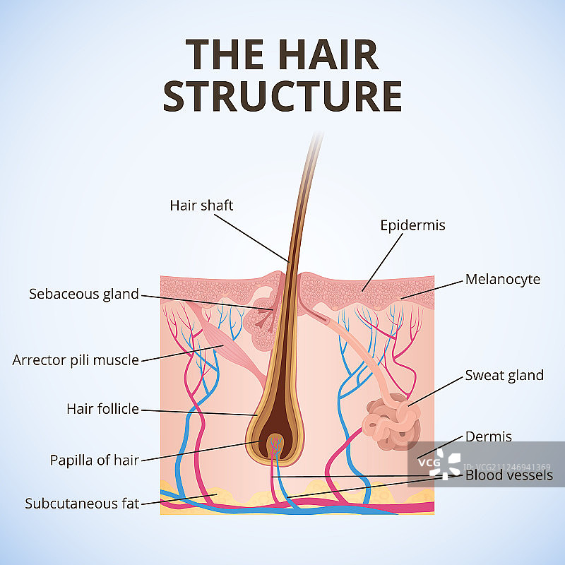 头发的结构图片素材