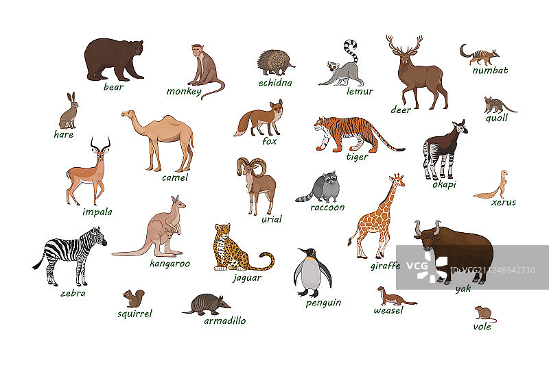 动物集合：犰狳、骆驼、鹿、针鼹图片素材