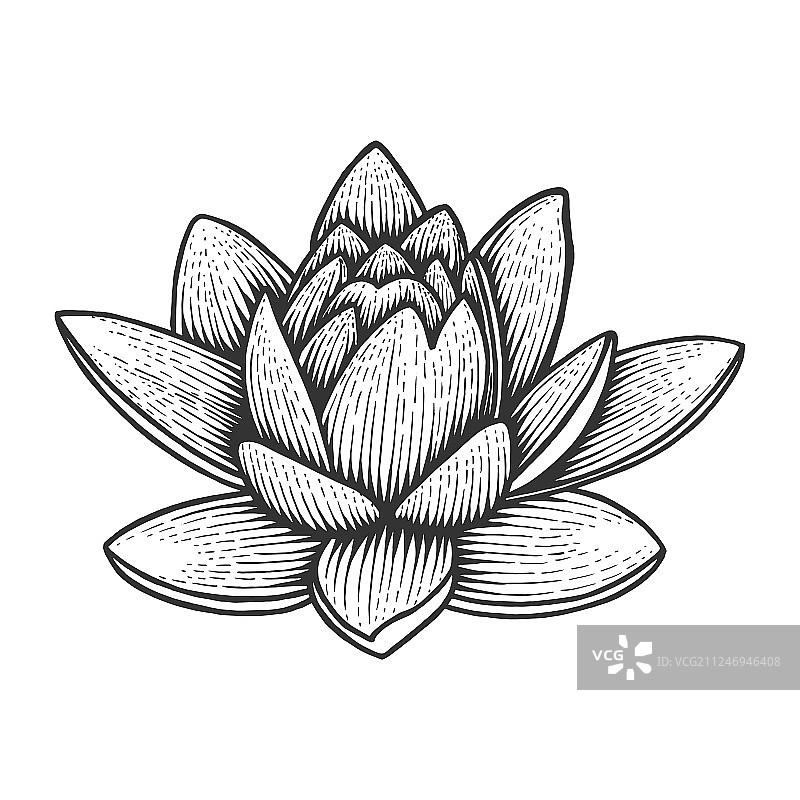 睡莲花素描雕刻图片素材