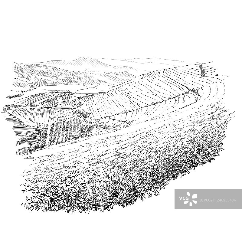 斯里兰卡茶园图片素材