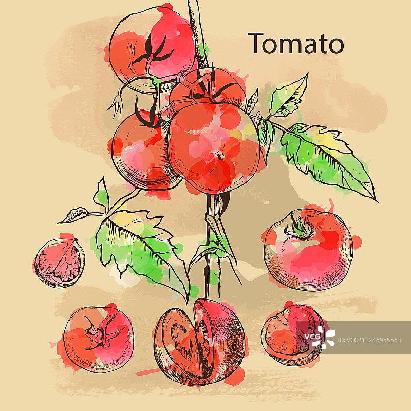 西红柿设计素描图片素材