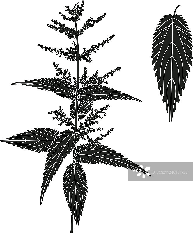 荨麻植物图片素材