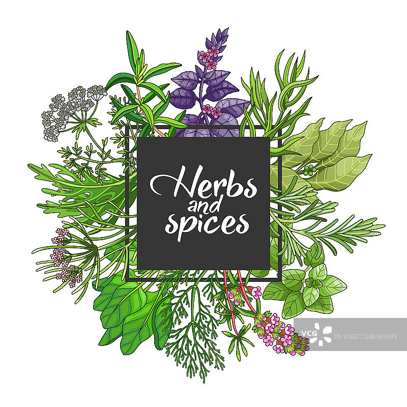 香料草药绿色方块设计图片素材