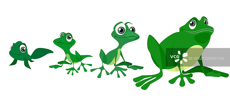 青蛙成长过程图片素材