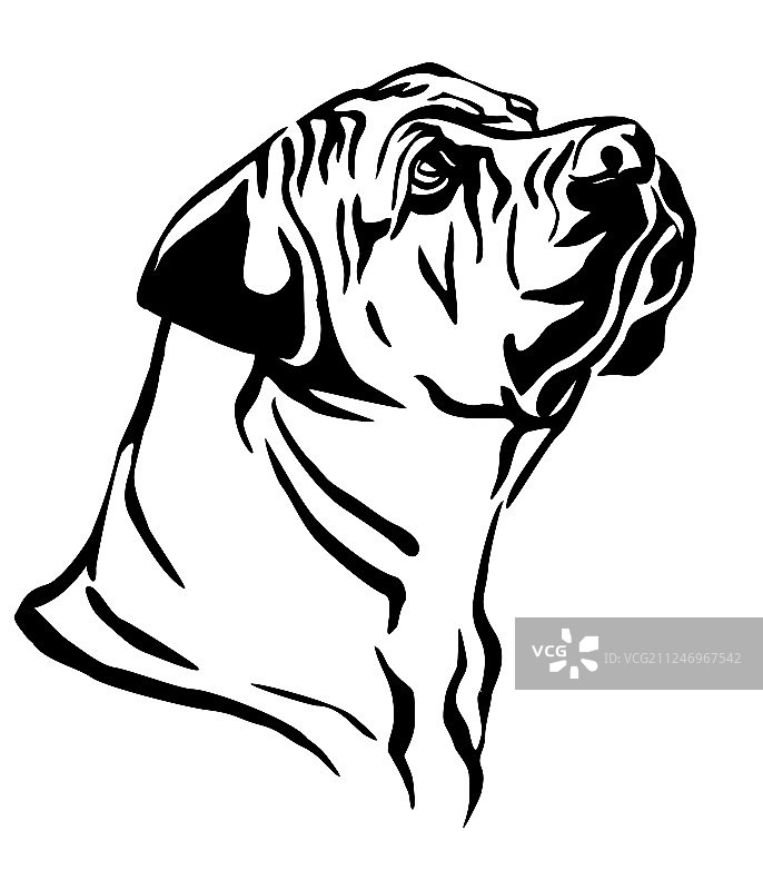 南非獒犬装饰肖像图片素材