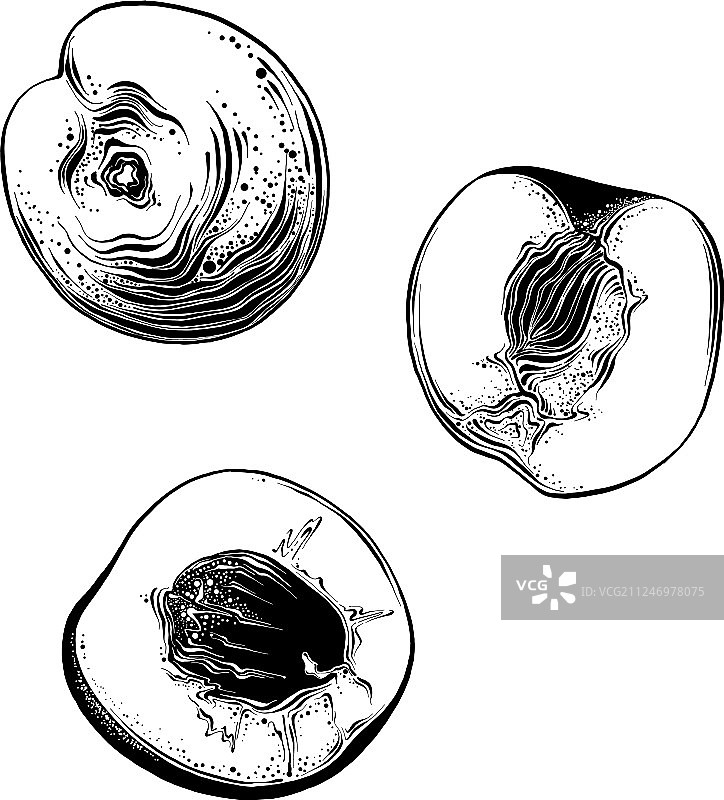 黑色手绘杏子素描图片素材