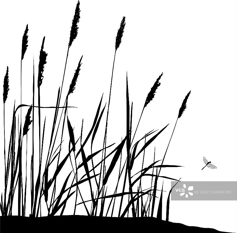 晴天芦苇与飞翔的蜻蜓图片素材