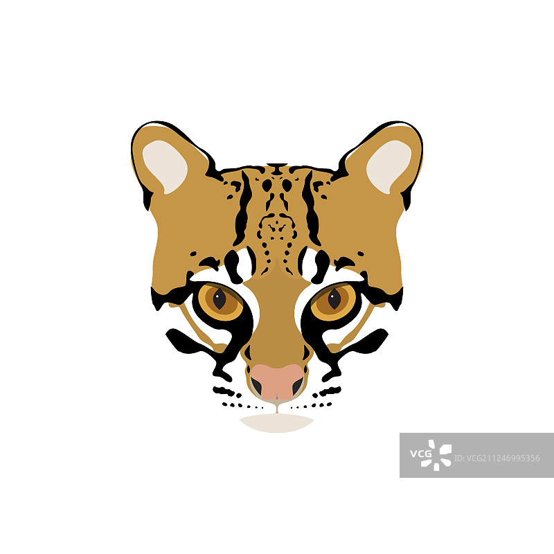 ocelot猫肖像图片素材